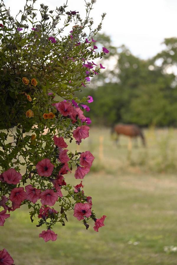 Campsite Sweet Pea *