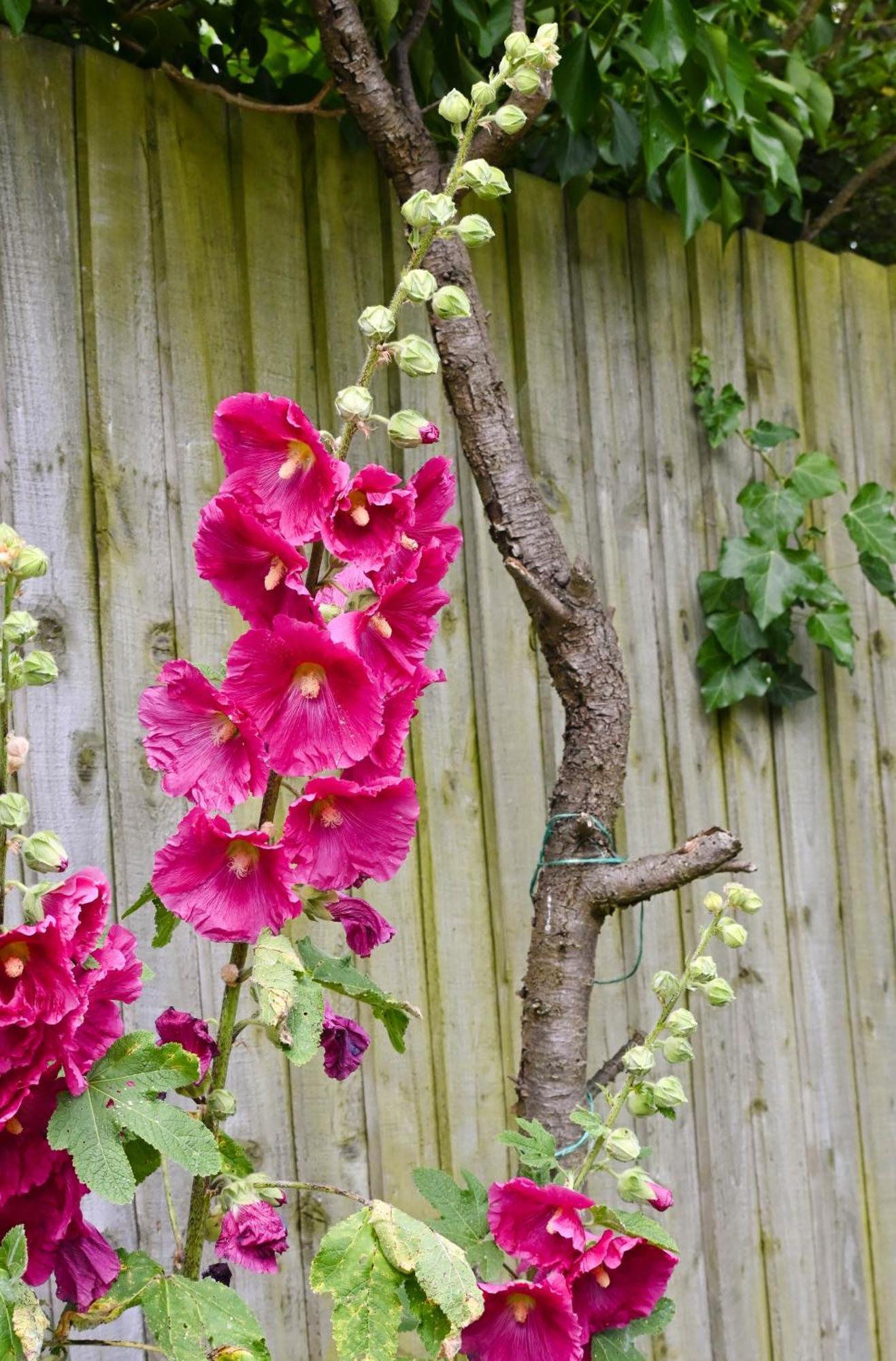 Campsite Sweet Pea *