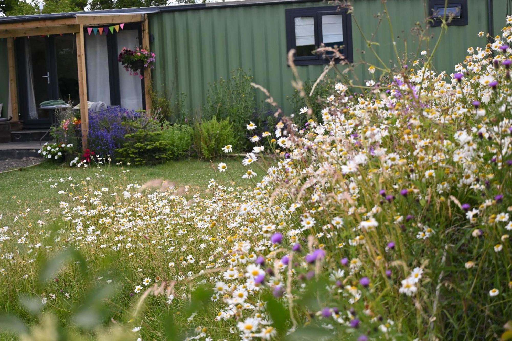 Campsite Sweet Pea